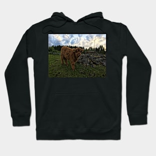 Scottish Highland Cattle Calf 1775 Hoodie